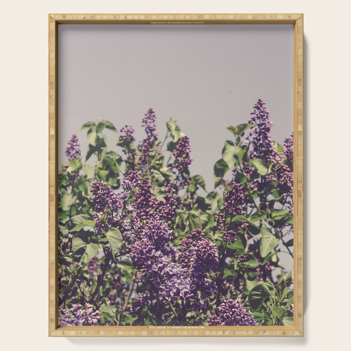 Wild Lilacs - spring floral nature photograph Serving Tray Gallery Image 1