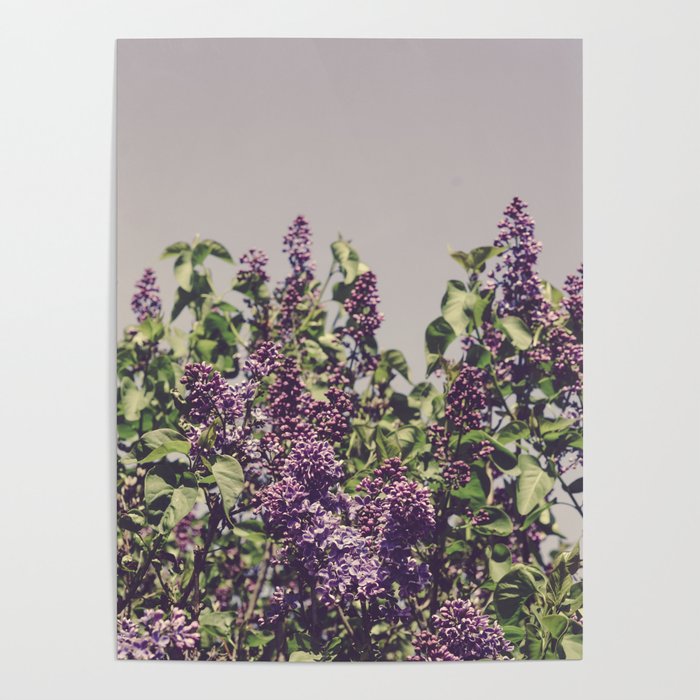 Wild Lilacs - spring floral nature photograph Poster Gallery Image 4