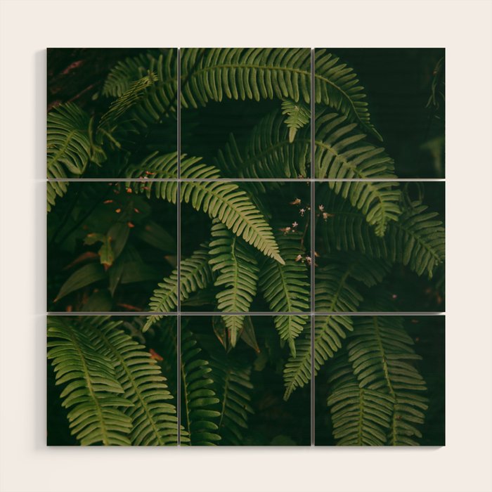 Ferns X Wood Wall Art Gallery Image 1