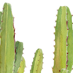 Cactus 2 Coffee Mug Gallery Image 2