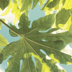 Fig Leaves Coffee Mug Gallery Image 2