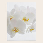 Pure Poster Gallery Image 4