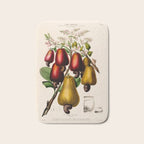 Cashew from "Flore dâAmÃ©rique" by Ãtienne Denisse, 1840s Bath Mat Gallery Image 1