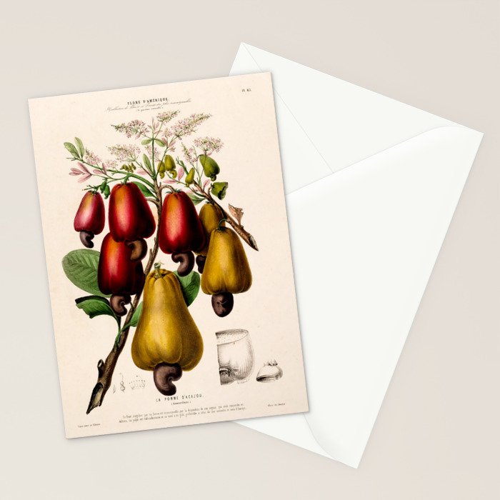 Cashew from "Flore dâAmÃ©rique" by Ãtienne Denisse, 1840s Stationery Card Gallery Image 2