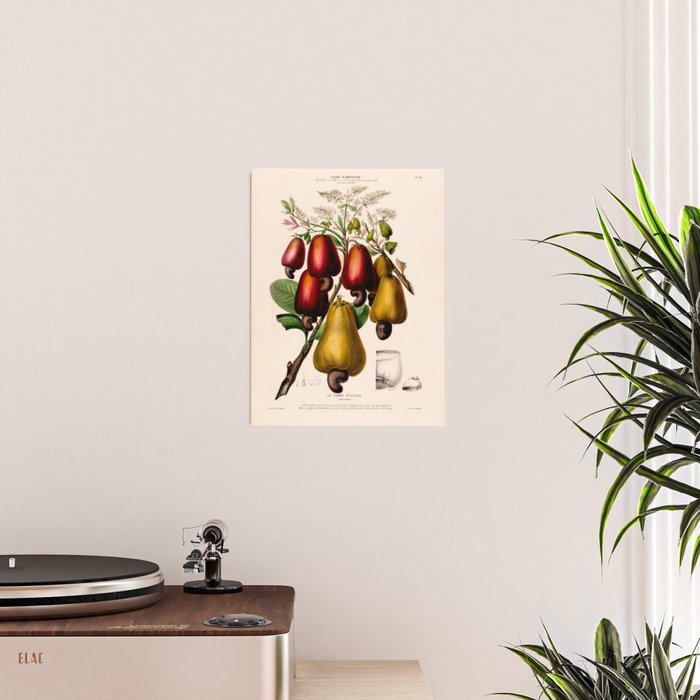 Cashew from "Flore dâAmÃ©rique" by Ãtienne Denisse, 1840s Poster Gallery Image 2