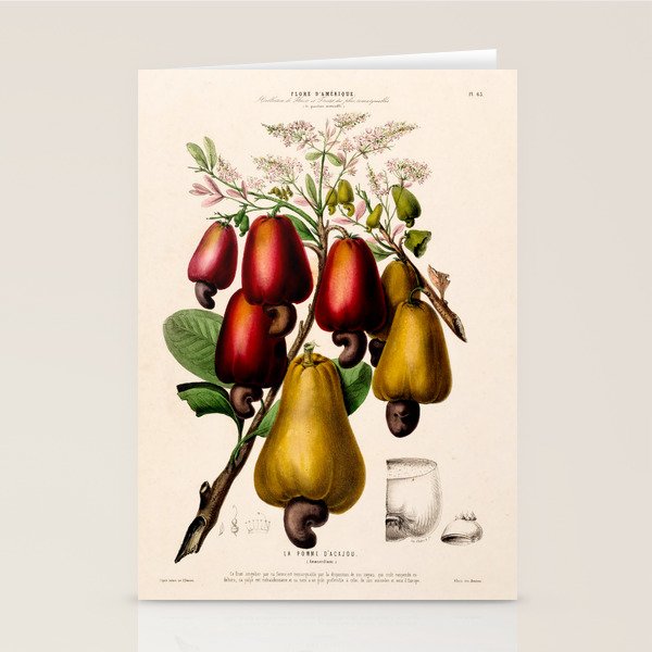 Cashew from "Flore dâAmÃ©rique" by Ãtienne Denisse, 1840s Stationery Card Gallery Image 1