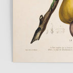 Cashew from "Flore dâAmÃ©rique" by Ãtienne Denisse, 1840s Poster Gallery Image 3