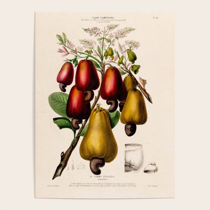 Cashew from "Flore dâAmÃ©rique" by Ãtienne Denisse, 1840s Poster Gallery Image 4