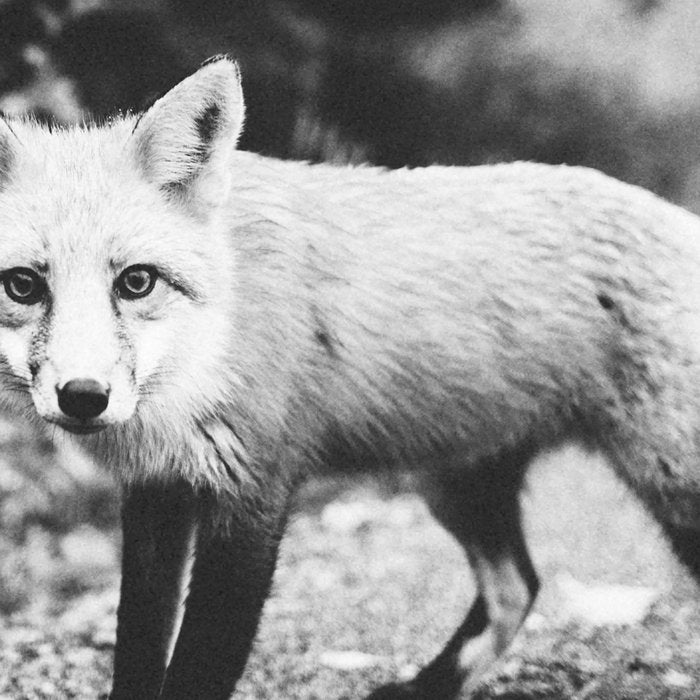 CURIOUS FOX III Coffee Mug Gallery Image 2
