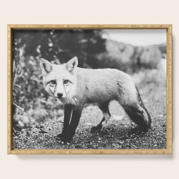 CURIOUS FOX III Serving Tray Gallery Image 1