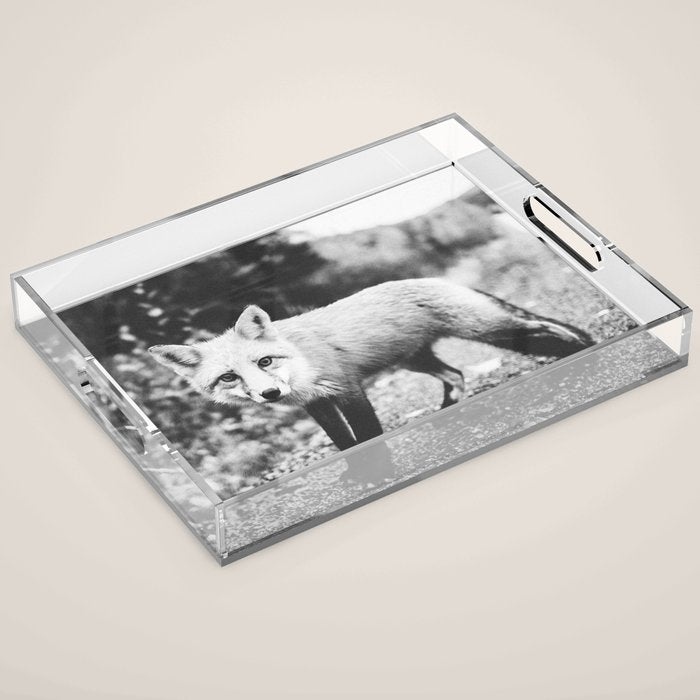 CURIOUS FOX III Acrylic Tray Gallery Image 1