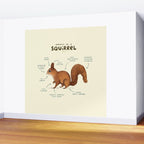 Anatomy of a Squirrel Wall Mural Gallery Image 2