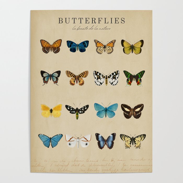 Butterflies Vintage Print Poster Gallery Image 4