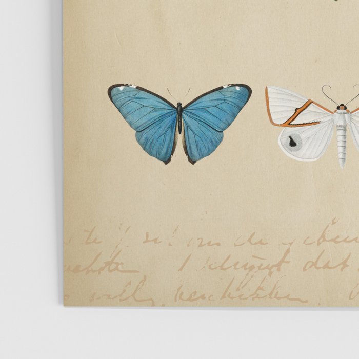 Butterflies Vintage Print Poster Gallery Image 3