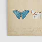 Butterflies Vintage Print Poster Gallery Image 3