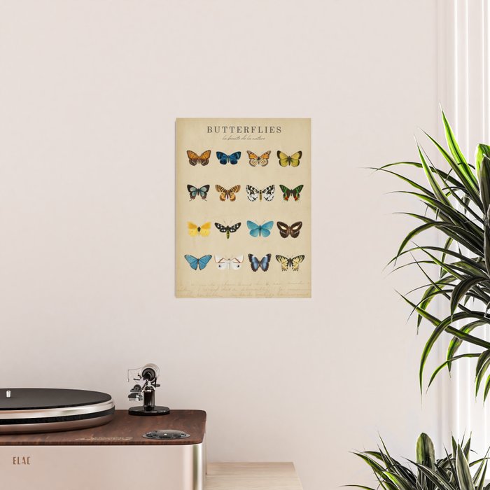 Butterflies Vintage Print Poster Gallery Image 2