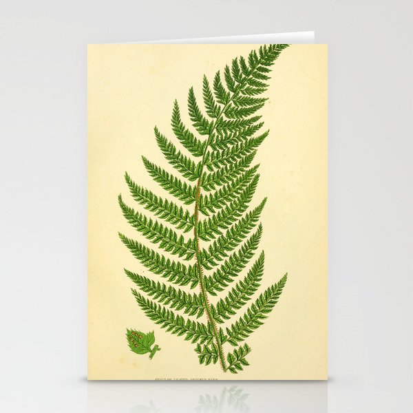 Fern by Anne Pratt, 1800s (benefitting The Nature Conservancy) Stationery Card Gallery Image 2