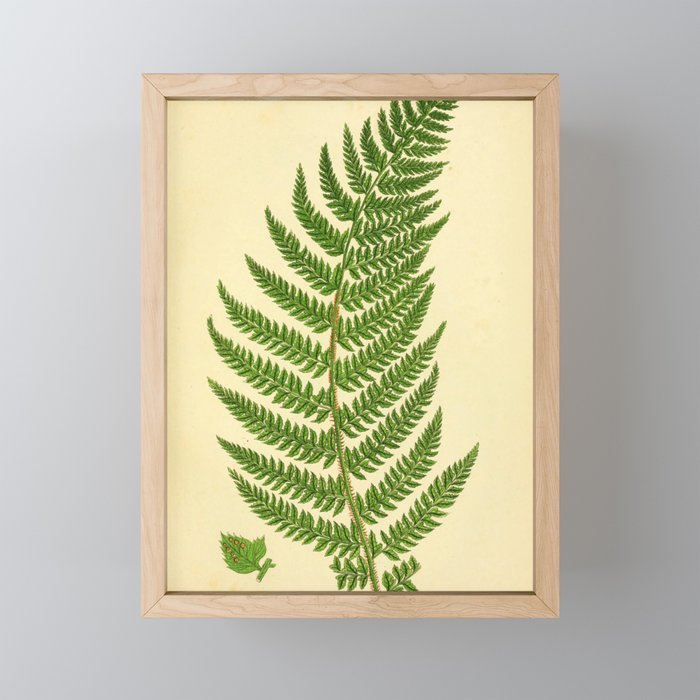 Fern by Anne Pratt, 1800s (benefitting The Nature Conservancy) Mini Art Print Gallery Image 1