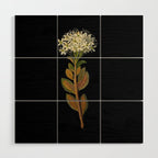 Ledum Latifolium by Mary Delany Paper Collage Floral Flower Botanical Paper Mosaic Vintage Scientific Plant Anatomy  Wood Wall Art Gallery Image 1