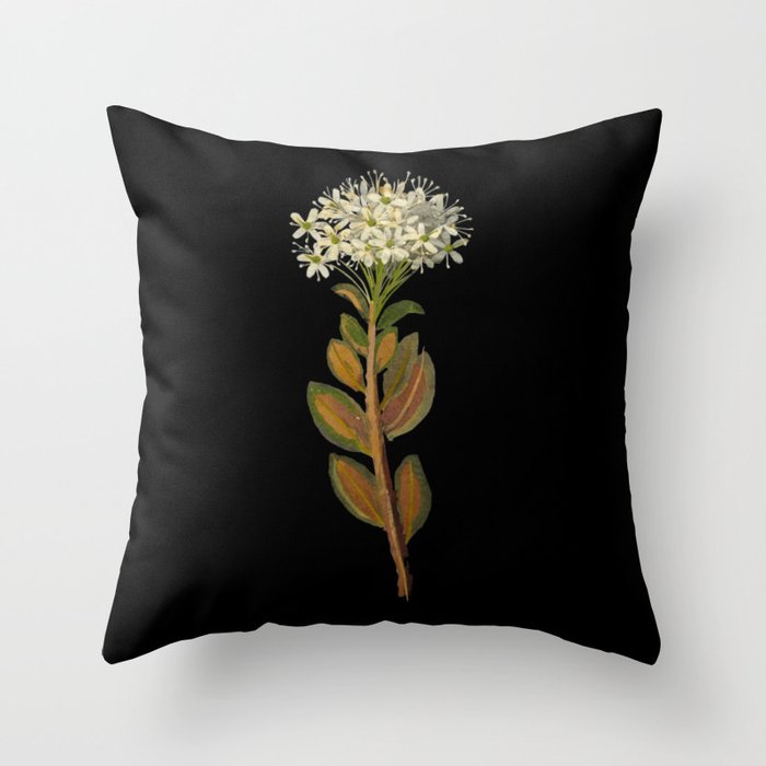 Ledum Latifolium by Mary Delany Paper Collage Floral Flower Botanical Paper Mosaic Vintage Scientific Plant Anatomy  Throw Pillow Gallery Image 6