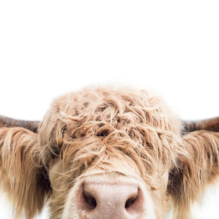 Peeking Highland Cow Coffee Mug Gallery Image 2