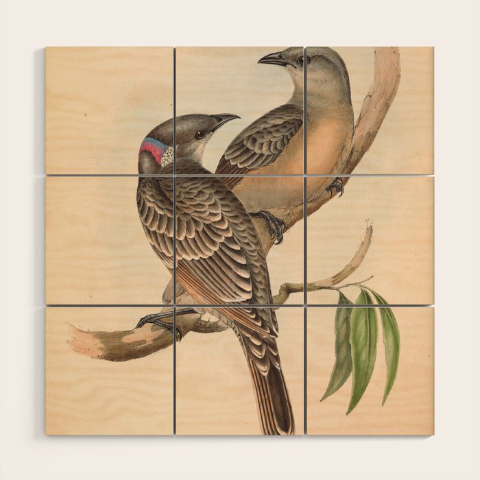 Great Bowerbird by Elizabeth Gould, 1840s (benefitting The Nature Conservancy) Wood Wall Art Gallery Image 1