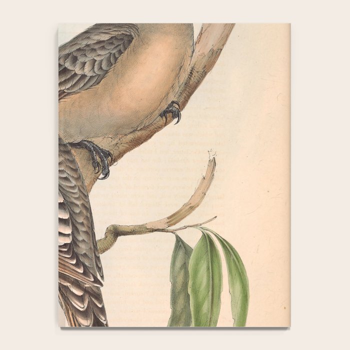 Great Bowerbird by Elizabeth Gould, 1840s (benefitting The Nature Conservancy) Notebook Gallery Image 4
