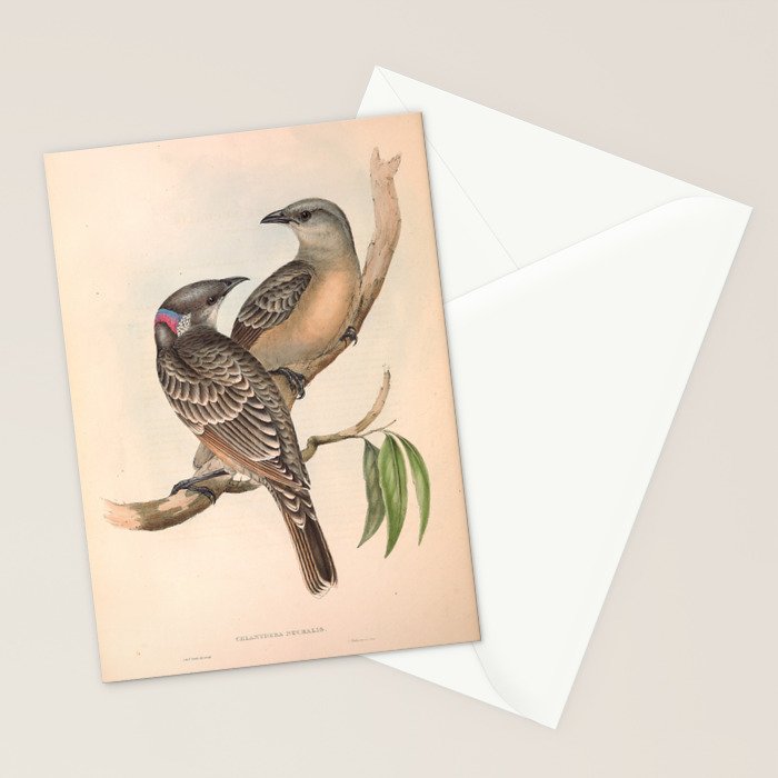 Great Bowerbird by Elizabeth Gould, 1840s (benefitting The Nature Conservancy) Stationery Card Gallery Image 2