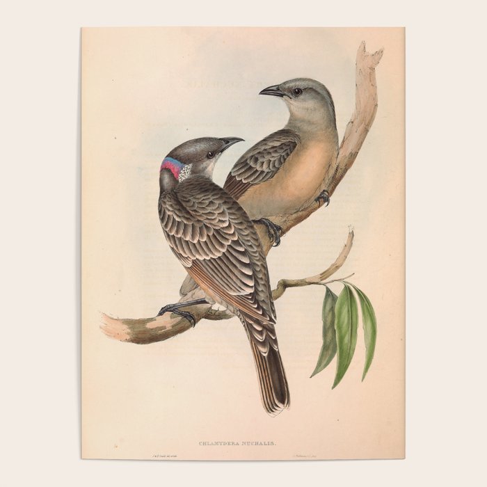 Great Bowerbird by Elizabeth Gould, 1840s (benefitting The Nature Conservancy) Poster Gallery Image 4