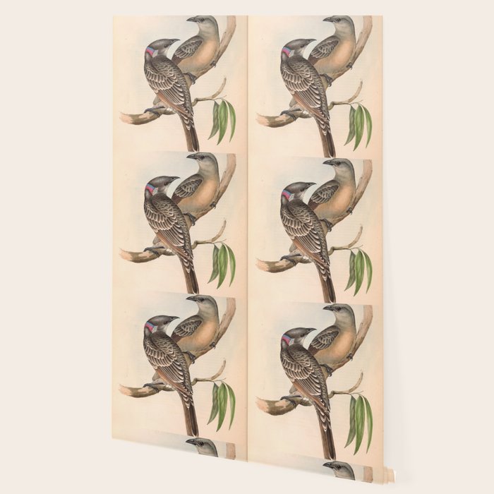 Great Bowerbird by Elizabeth Gould, 1840s (benefitting The Nature Conservancy) Wallpaper Gallery Image 2