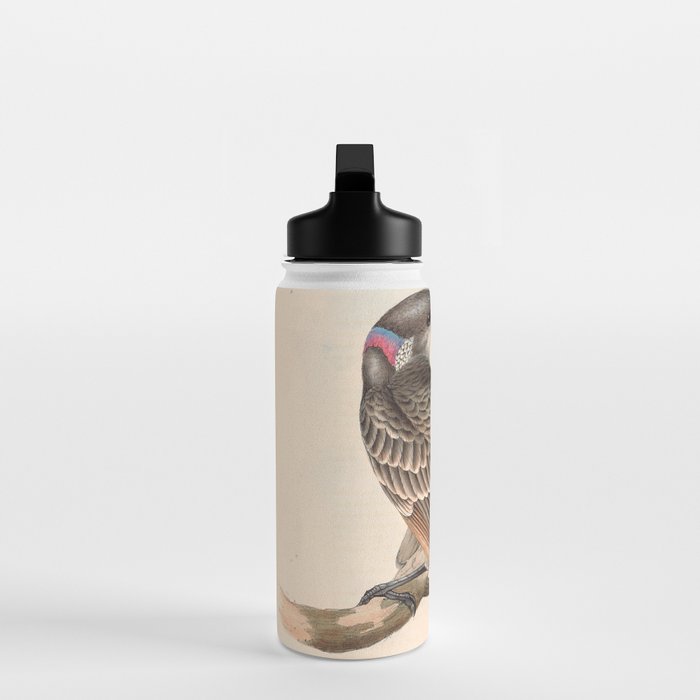 Great Bowerbird by Elizabeth Gould, 1840s (benefitting The Nature Conservancy) Water Bottle Gallery Image 3