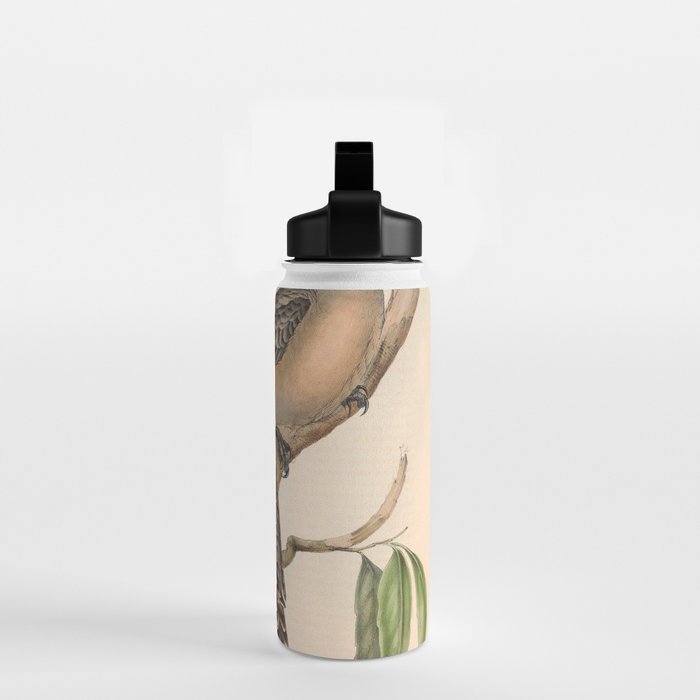 Great Bowerbird by Elizabeth Gould, 1840s (benefitting The Nature Conservancy) Water Bottle Gallery Image 2