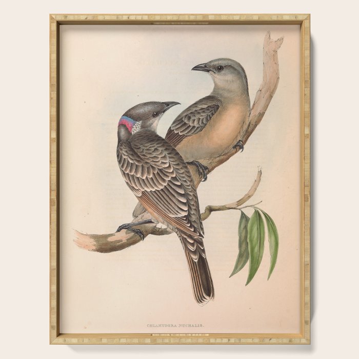 Great Bowerbird by Elizabeth Gould, 1840s (benefitting The Nature Conservancy) Serving Tray Gallery Image 1