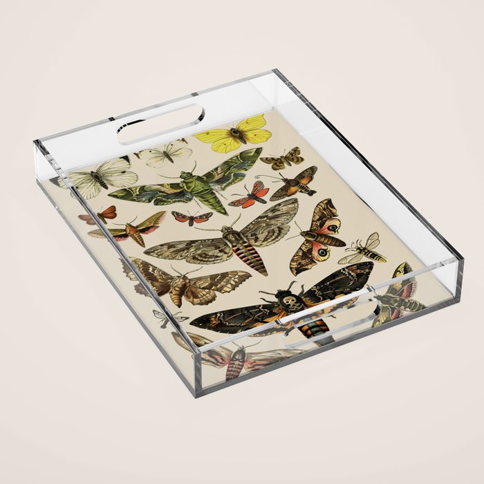 Vintage Scientific Moth Chart Acrylic Tray Gallery Image 1