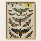 Vintage Scientific Moth Chart Serving Tray Gallery Image 1