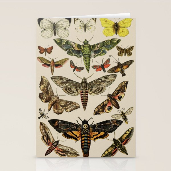 Vintage Scientific Moth Chart Stationery Card Gallery Image 2