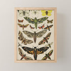 Vintage Scientific Moth Chart Mini Art Print Gallery Image 1
