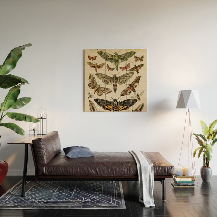 Vintage Scientific Moth Chart Wood Wall Art Gallery Image 2