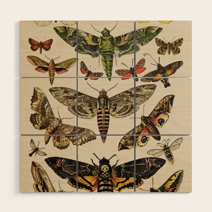 Vintage Scientific Moth Chart Wood Wall Art Gallery Image 1