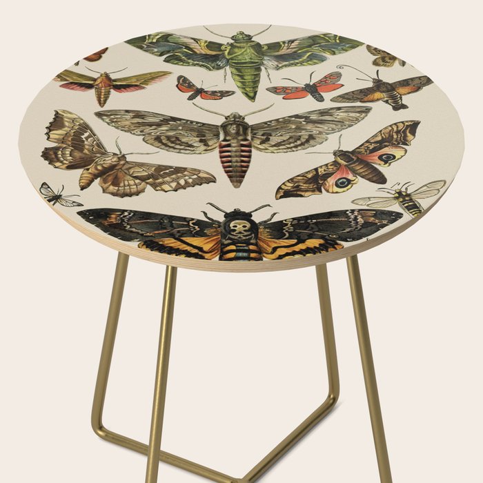 Vintage Scientific Moth Chart Side Table Gallery Image 2