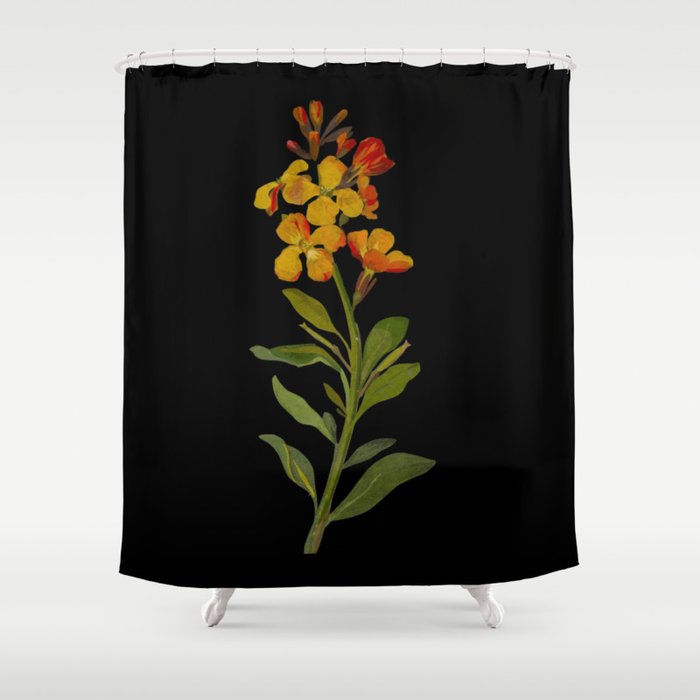 Cheiranthus Cheiri  by Mary Delany Paper Collage Floral Flower Botanical Paper Mosaic Vintage Scientific Plant Anatomy Shower Curtain Gallery Image 1