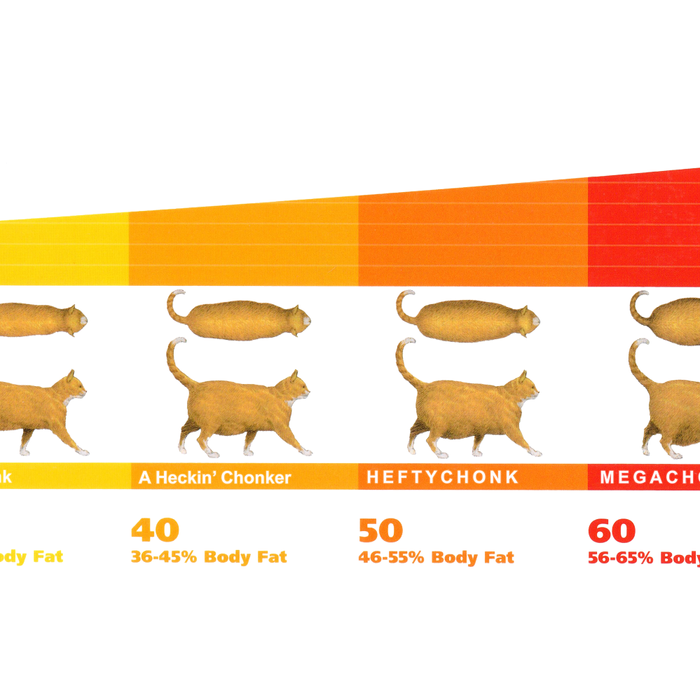 Cat CHONK Chart Meme Coffee Mug Gallery Image 2