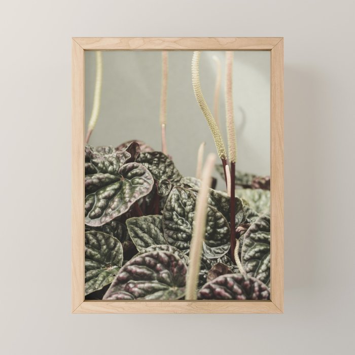 Houseplant 3 - leaf leaves plant botanical modern photograph  Mini Art Print Gallery Image 1