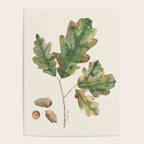 Oak tree  green leaves  Poster Gallery Image 4
