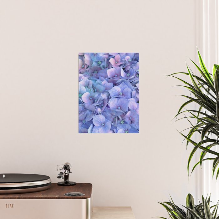 Hydrangea Poster Gallery Image 2
