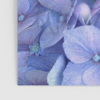 Hydrangea Poster Gallery Image 3