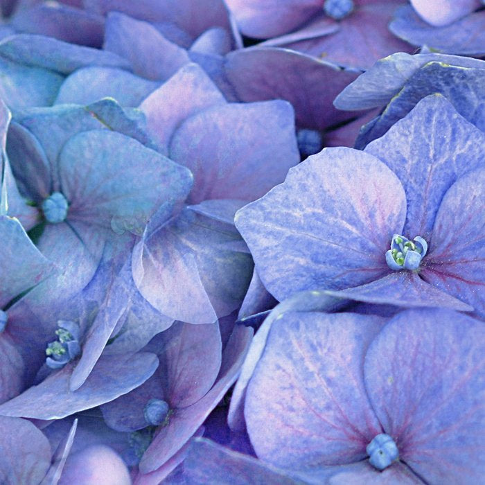 Hydrangea Coffee Mug Gallery Image 2