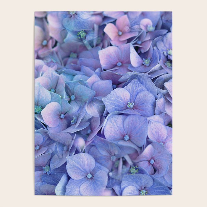 Hydrangea Poster Gallery Image 1