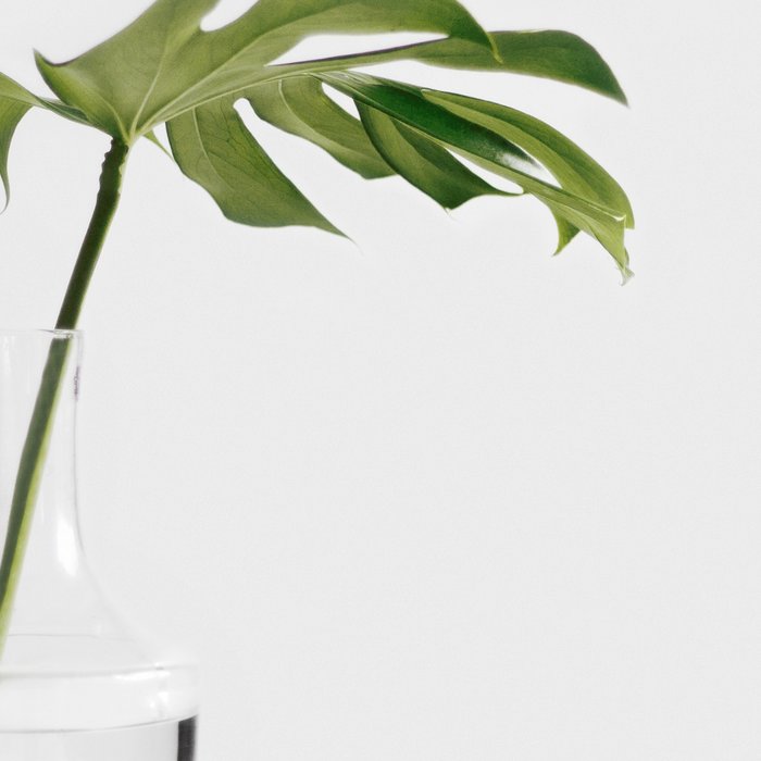 Single Monstera Leaf In Clear Glass Zen Minimalist House Plant Photo Coffee Mug Gallery Image 2