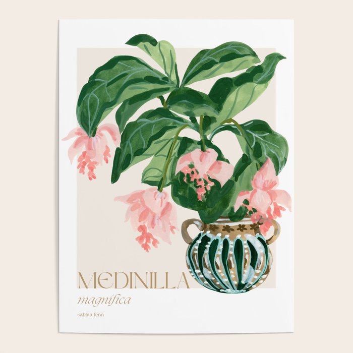 Medinilla Magnifica Poster Gallery Image 1